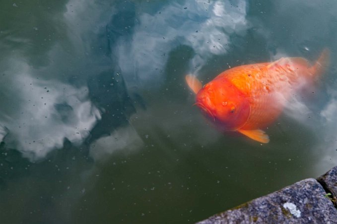 Dammfisk En av många karpar (eller är det en jättestor guldfisk?) i dammarna.