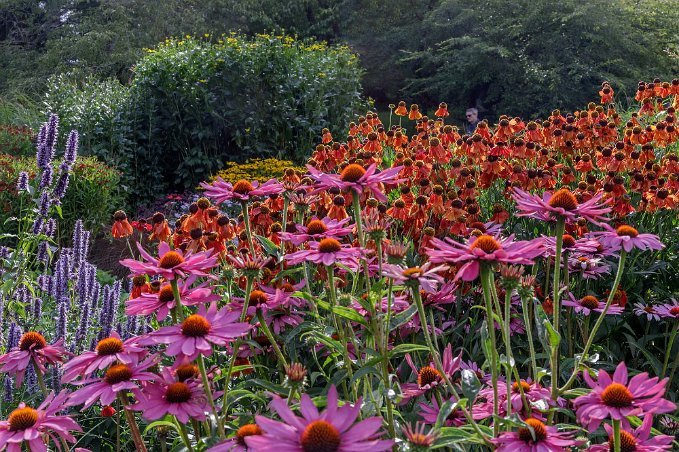 Gräs och blommor Prydnadsgräsavdelningen i entréslänten visar ett fyrtiotal olika prydnadsgräs från manshöga pjäser till låga mattor. Sensommar och tidig höst är planteringens...