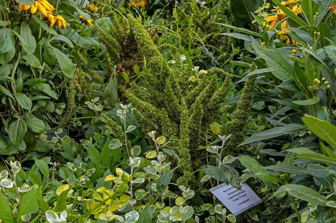 Grön tumme Grön tumme i Botaniska trädgården