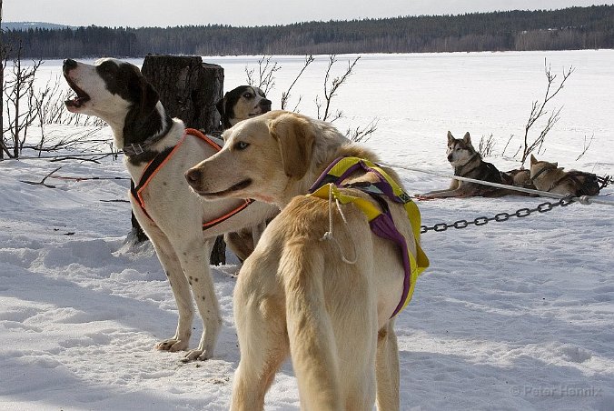 060330 Hundsläde-7