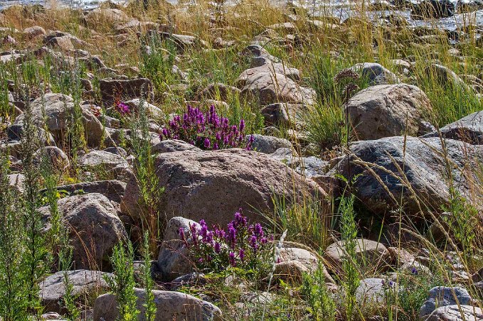 Fackelblomster och strandstarr vid Gnarpskaten