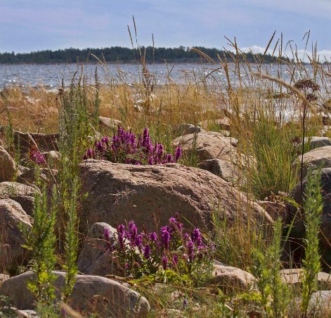 Fackelblomster och strandstarr vid Gnarpskatens naturreservat