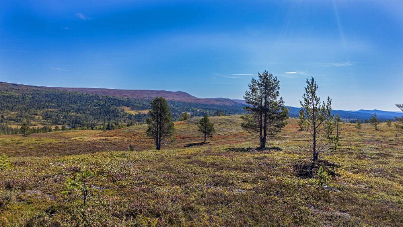 Silverfallet 7,2 km Hösfärgerna börjar komma. Vy från leden till Silverfallet mot de norska gränsfjällen.