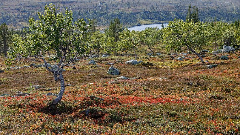 Höstfärger vid Kulturstigen Hösttfärger och vy över ån Grövlan och Grövelsjön.