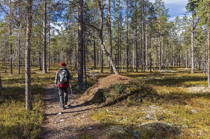 Rejäl myrstack Rejäl myrstack passeras på en än så länge lätt vandring.