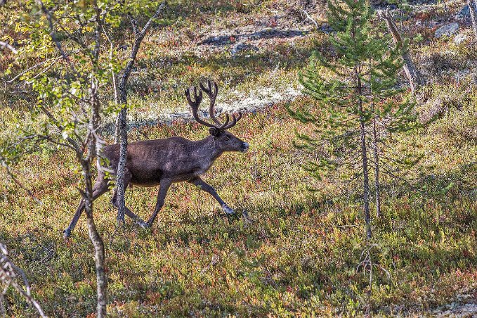 Renar korsar leden Flera renar korsade vår väg.