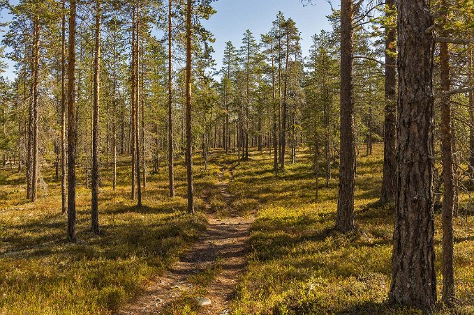 Till Smolet Fin skogsstig i början