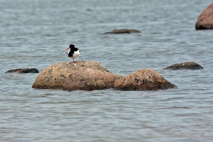 Strandskatan Ölands södra