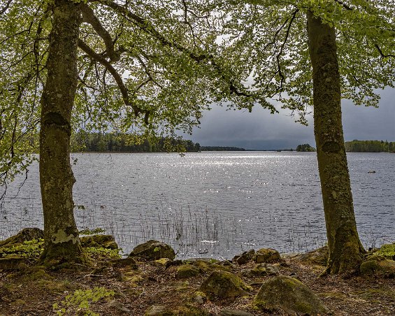 Åsnens nationalpark Kyliga vindbyar drar in på rastplatsen vid sjön Åsnen.
