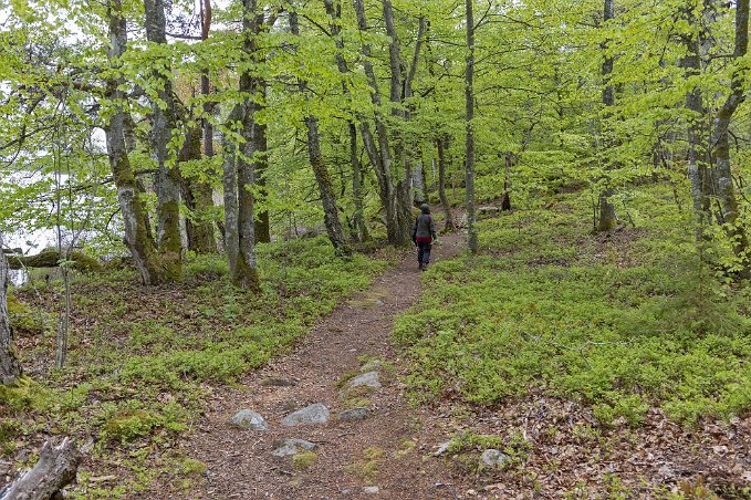 Bjurkärrs naturreservat Bjurkärrs naturreservat ligger på en halvö mitt i sjön Åsnen och är till största delen klädd med bokskog. De äldsta träden är omkring 250 år gamla. Den största...