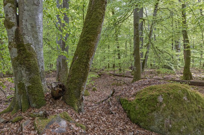 Bjurkärrs naturreservat Bokskogens ålder och orördhet gör den rik på döda träd, avbrutna s.k. högstubbar och liggande, förmultnande stammar. Här finns ett mycket stort antal arter av...