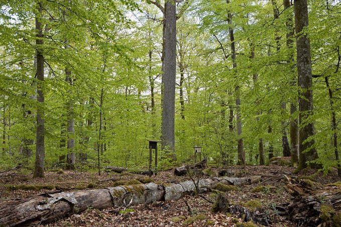 Bjurkärrs naturreservat Högrest ek bland de gamla bokträden. Döda träd, avbrutna s.k. högstubbar och liggande, förmultnande stammar ger liv åt mycket stort antal arter av vedinsekter,...