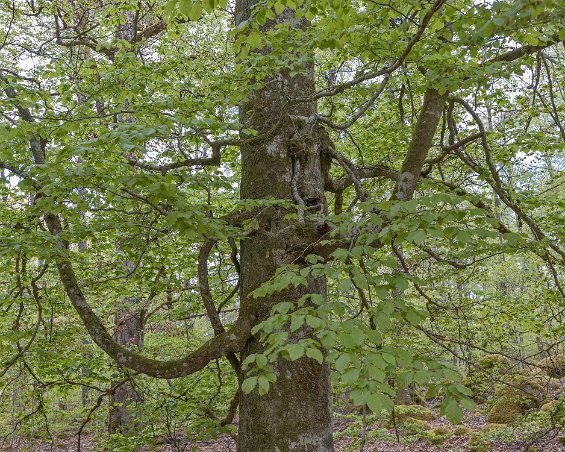 Bjurkärrs naturreservat Slingrig lind i Bjurkärrs naturreservat.