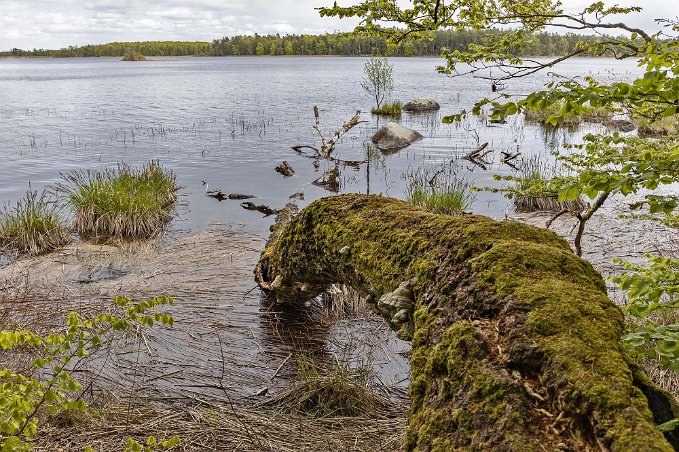 Bjurkärrs naturreservat Fallen veteran vid Åsnensn strand.