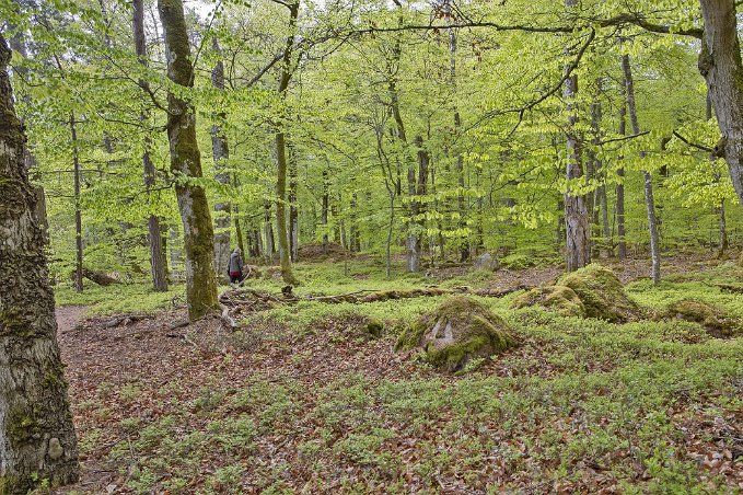 Bjurkärrs naturreservat