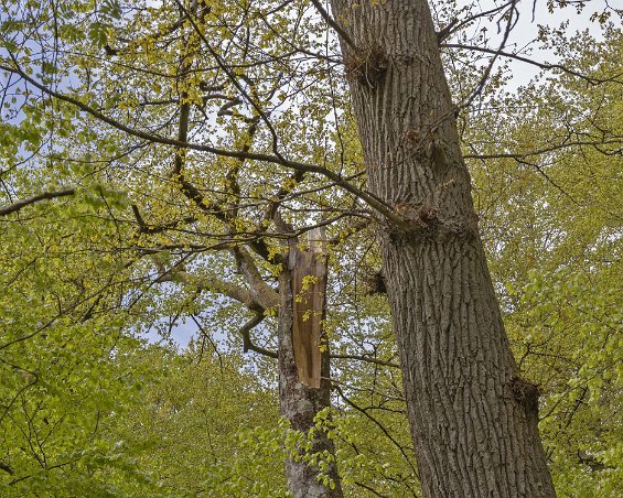 Bjurkärrs naturreservat Blixtskadad överlevare.