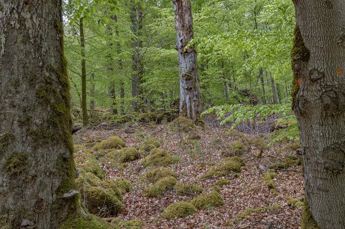 Bjurkärrs naturreservat