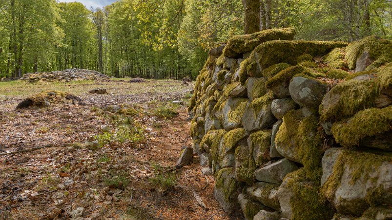 Bjurkärrs naturreservat Hallsnäsalyckan: Denna öppna mark på en halvö i Åsnen sköts genom slåtter. När det fanns torpare var det en lycka, dvs en liten åker som torparen röjt fram i...