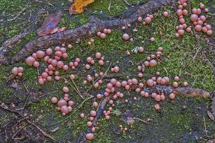 Klubblav vid Hälsingegården Klubblav (Dibaeis baeomyce) på Hälsingegårdens tomt. Fruktkropparna blir upp till fem millimeter höga, huvudet blir tidigt rundat, färgen är rosa, växer på jord...