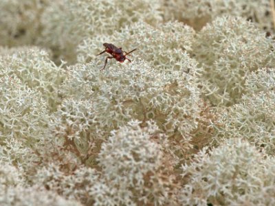 Fluga i Renlav (Cladina stellaris)