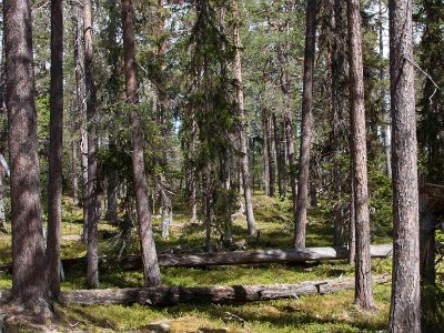 Hede urskog strax före björnmorrandet