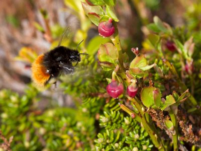 Humla till lingonblommor