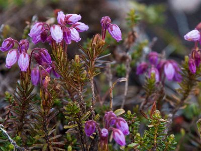 Lappljung Phyllodoce caerulea) vid Skärsjövålen