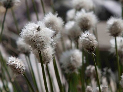 Polarull (Eriophorum scheuchzeri) vid Skärsjövålen
