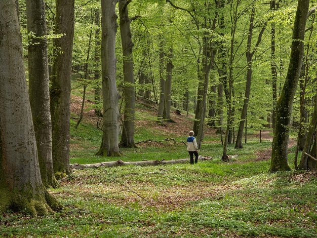 Österlen maj 2013