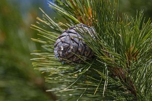Exklusiv kotte Kotte av Sibirisk cembratall (Pinus sibirica) på gården i Barbros radhusområde. Trädet kan bli omkring tjugo meter hög. Kottarna är stora, upprätta eller...