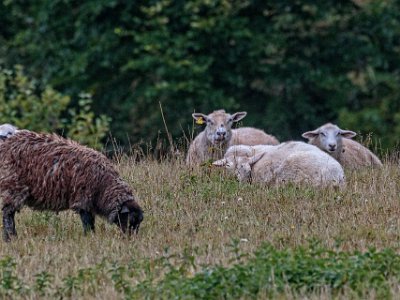 Fårbete Eliassons får på bete.