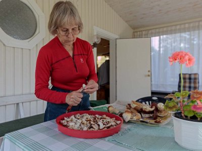 Svamprensning Kristina förbereder svampskörden för torkning.