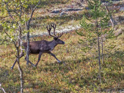 Renar korsar leden Flera renar korsade vår väg.