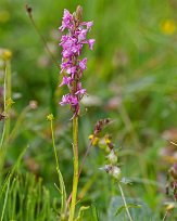 Utanför Skattungbyn Brudsporre (Gymnadenia conopsea) blommar i juni och juli. Utbredningen sträcker sig från Skåne till Torne Lappmark. Den är ganska sällsynt, och växer på fuktig...