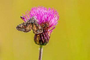 Utanför Skattungbyn Gammafly (Autographa gamma) är en fjäril i familjen nattflyn som har fått sitt svenska namn av den silvervita teckningen som liknar den grekiska bokstaven gamma...