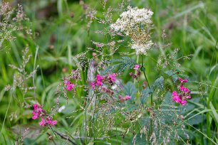 Utanför Skattungbyn Rödblära (Silene dioica) tillhör familjen nejlikväxter; lever i fuktiga lundar, kärrkanter, stränder och fjällängar.