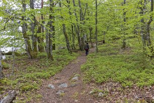 Bjurkärrs naturreservat Bjurkärrs naturreservat ligger på en halvö mitt i sjön Åsnen och är till största delen klädd med bokskog. De äldsta träden är omkring 250 år gamla. Den största...