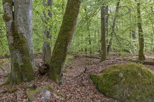Bjurkärrs naturreservat Bokskogens ålder och orördhet gör den rik på döda träd, avbrutna s.k. högstubbar och liggande, förmultnande stammar. Här finns ett mycket stort antal arter av...