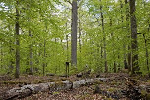 Bjurkärrs naturreservat Högrest ek bland de gamla bokträden. Döda träd, avbrutna s.k. högstubbar och liggande, förmultnande stammar ger liv åt mycket stort antal arter av vedinsekter,...