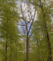 Bjurkärrs naturreservat I Bjurkärrs bokskog växer de så kallade “Karolinerekarna”. Enligt sägnen har hemvändande karoliner (Karl XII:s soldater) på 1700-talet planterat ekollon från...