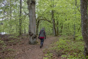 Bjurkärrs naturreservat De äldsta bokträden är omkring 250 år gamla. Den största boken mäter 95 cm i diameter.