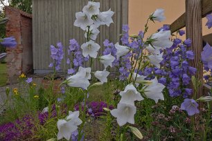 Stor blåklocka Stor blåklocka (Campanula persicifolia) i rabatt bakom klosterhotellet, odlas ofta som prydnadsväxt, speciellt vitblommiga former och former med dubbla blommor.