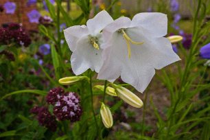 Stor vit blåklocka Stor blåklocka (Campanula persicifolia) i rabatt bakom klosterhotellet, odlas ofta som prydnadsväxt, speciellt vitblommiga former och former med dubbla blommor.