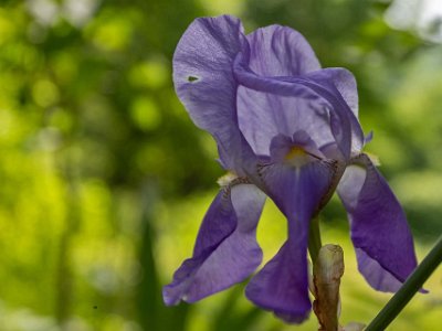 Tirana Iris (Iris) i igenvuxen trädgård vid ödehotell nedan för berget Datji. Namnet iris kommer ifrån det latinska ordet för regnbåge och det avslöjar just i hur...