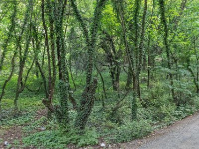 Murgröna Murgröna (Hedera helix) sveper in träden i skogen nedan för Dajti.