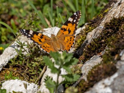 Tirana Tistelfjärilar fanns denna sommar i stora mängder även i Albanien.