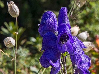 Äkta stormhatt (Aconitum napellus) En art i familjen ranunkelväxter. Artnamnet napellus är diminutiv av grekiskans nape (rova) och betyder 'liten rova', vilket syftar på rotens form....