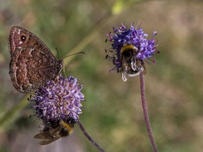 Erebia melas Besök i den alpina trädgården 1875 m över havet-