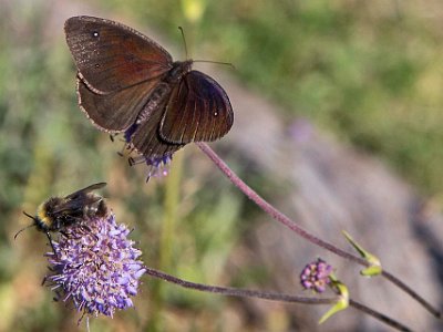 Gräsfjäril Erebia melas Erebia melas ingår i släktet Erebia, och familjen praktfjärilar