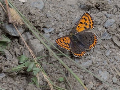 Mindre guldvinge (Lysaena phlaeas) på 1854 möh Mindre guldvinge, Lycaena phlaeas, är en fjärilsart i familjen juvelvingar. Vingspannet varierar mellan 22 och 34 millimeter, på olika individer. Värdväxt för...